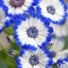 White Blue Flowers Paint By Numbers