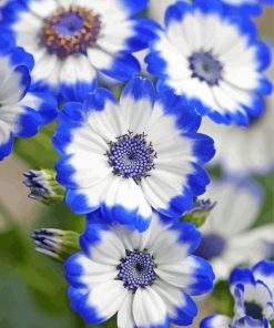 White Blue Flowers Paint By Numbers