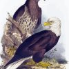 White Headed Eagle By Edward Lear Paint By Numbers