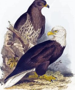 White Headed Eagle By Edward Lear Paint By Numbers