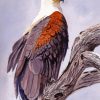 Aesthetic African Fish Eagle Paint By Numbers