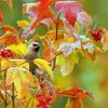 Aesthetic Autumn Bird Paint By Numbers