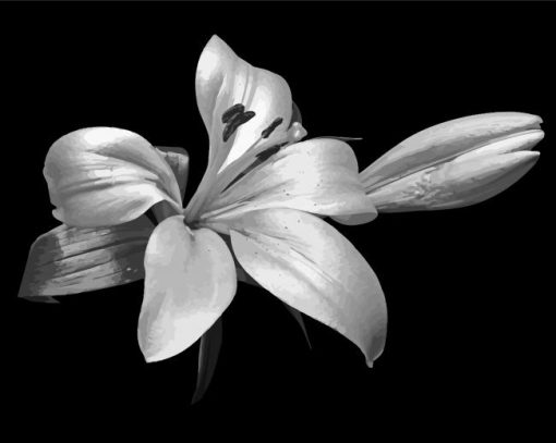 Aesthetic Black And White Flower Paint By Numbers