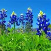 Aesthetic Blue Bonnet Paint By Numbers