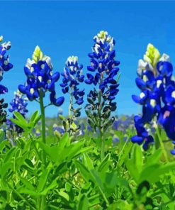 Aesthetic Blue Bonnet Paint By Numbers