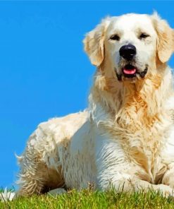 Aesthetic English Golden Retriever Illustration Paint By Numbers