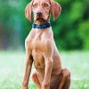 Aesthetic Hungarian Vizsla Paint By Numbers