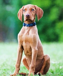 Aesthetic Hungarian Vizsla Paint By Numbers