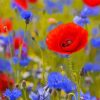 Aesthetic Red Poppies And Blue Cornflowers Paint By Numbers