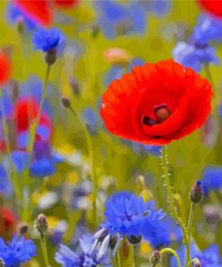 Aesthetic Red Poppies And Blue Cornflowers Paint By Numbers