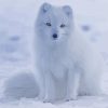 Baby Arctic Fox In Snow Paint By Numbers