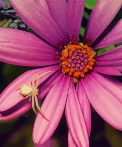 Beautiful Flower With Spider Paint By Numbers