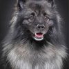 Black And Grey Keeshond Paint By Numbers