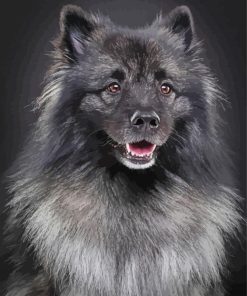 Black And Grey Keeshond Paint By Numbers