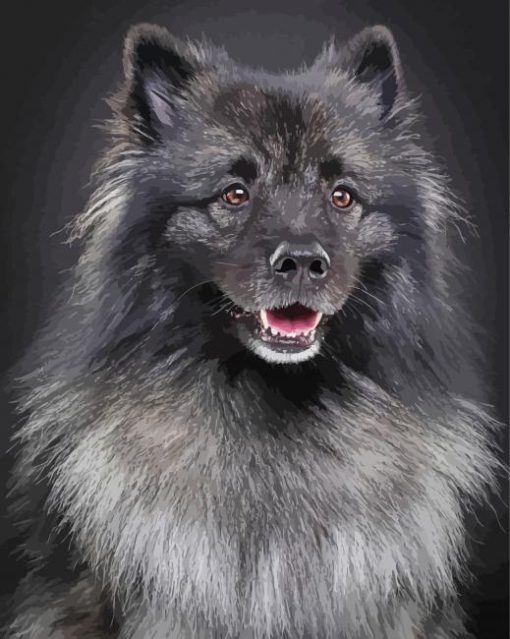 Black And Grey Keeshond Paint By Numbers