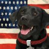 Black Lab With Flag Paint By Numbers