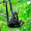 Black Spider Monkey Paint By Numbers