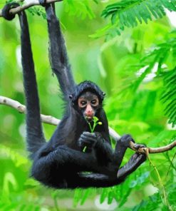 Black Spider Monkey Paint By Numbers