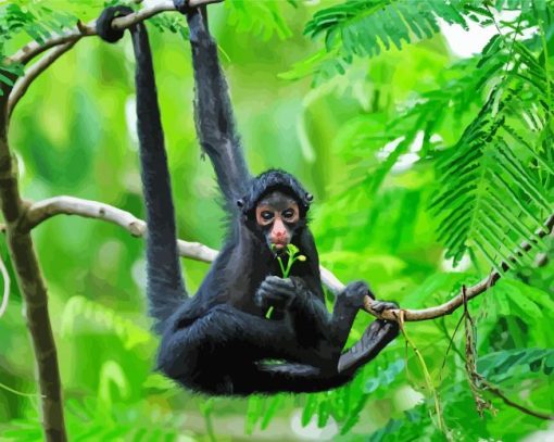 Black Spider Monkey Paint By Numbers