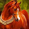 Brown Arabian Horse Paint By Numbers