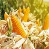 Corn Field Paint By Numbers