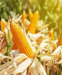 Corn Field Paint By Numbers