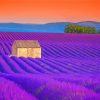 Cottage And Lavender Field Paint By Numbers