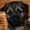 Cute Border Terrier Puppy Paint By Numbers