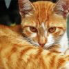 Cute Orange Taby Cat Paint By Numbers