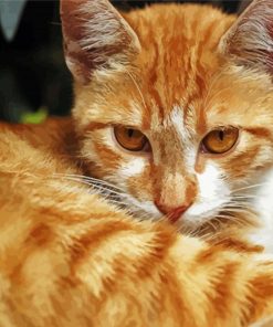 Cute Orange Taby Cat Paint By Numbers