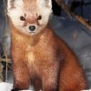 Cute Mad Marten Animal Paint By Numbers