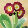 Dark Red Primula Auricula Paint By Numbers