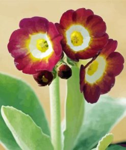 Dark Red Primula Auricula Paint By Numbers