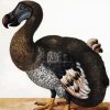 Dodo Paint By Numbers