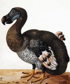 Dodo Paint By Numbers