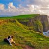 Dog In Cliffs Paint By Numbers