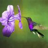 Flying Purple Hummingbird And Flower Paint By Numbers