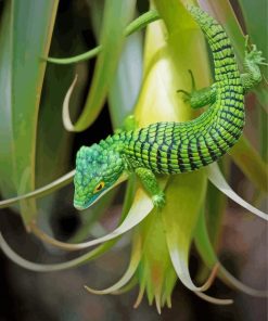 Green Abronia Graminea Paint By Numbers