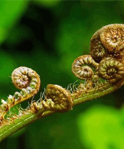 Koru Plant Paint By Numbers