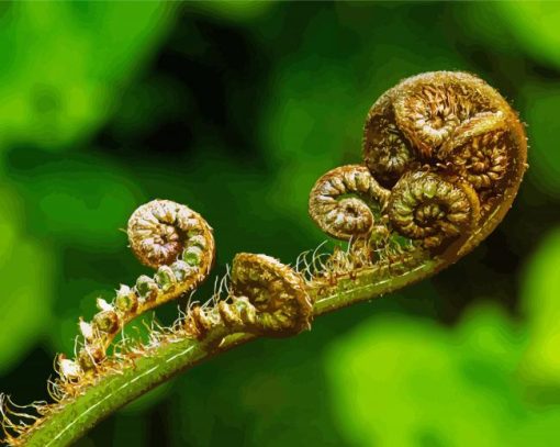 Koru Plant Paint By Numbers