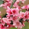 Pink Apple Blossom Paint By Numbers