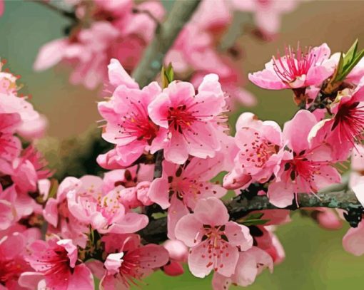 Pink Apple Blossom Paint By Numbers