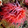 Pink Sea Anemone Paint By Numbers