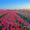 Red Tulip Field Landscape Paint By Numbers