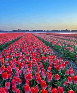 Red Tulip Field Landscape Paint By Numbers