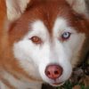 Red And White Huskey Close Up Paint By Numbers