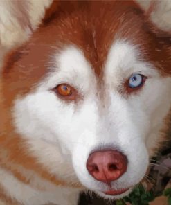 Red And White Huskey Close Up Paint By Numbers