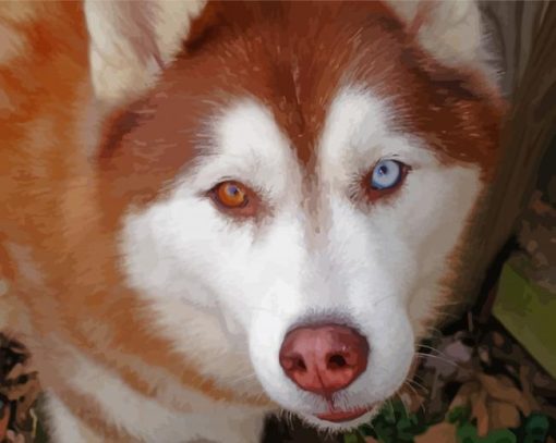 Red And White Huskey Close Up Paint By Numbers