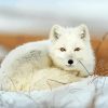 Snow Fox Animal Paint By Numbers