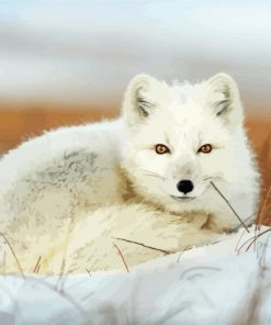 Snow Fox Animal Paint By Numbers